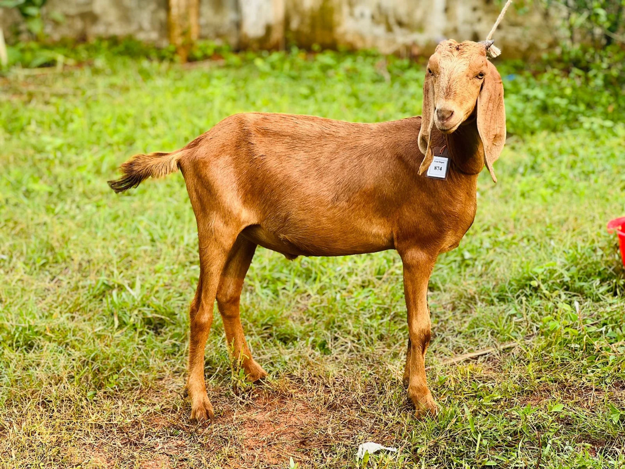 দেশী  ছাগল (20.3KG) 